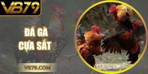 đá gà cựa sắt