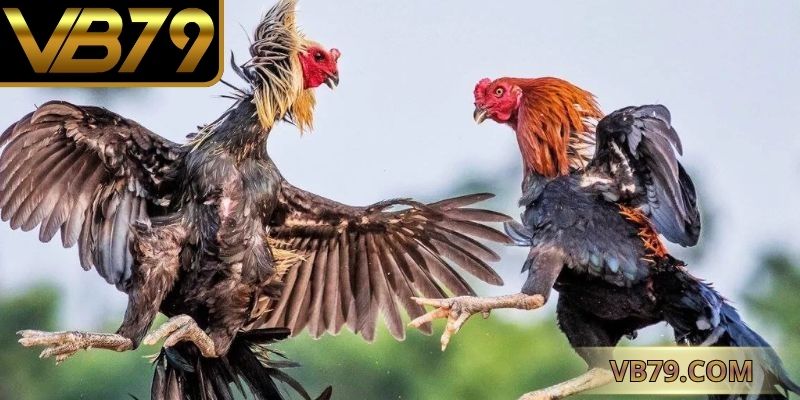 đá gà cựa sắt