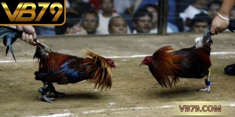 đá gà cựa sắt
