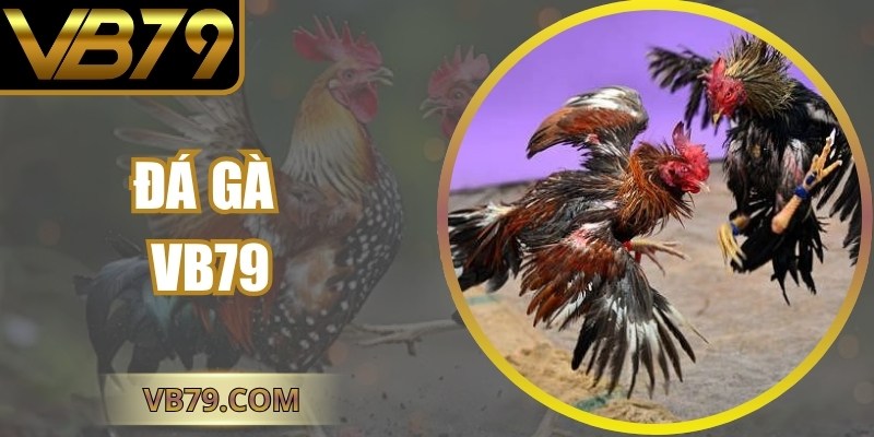 đá gà vb79