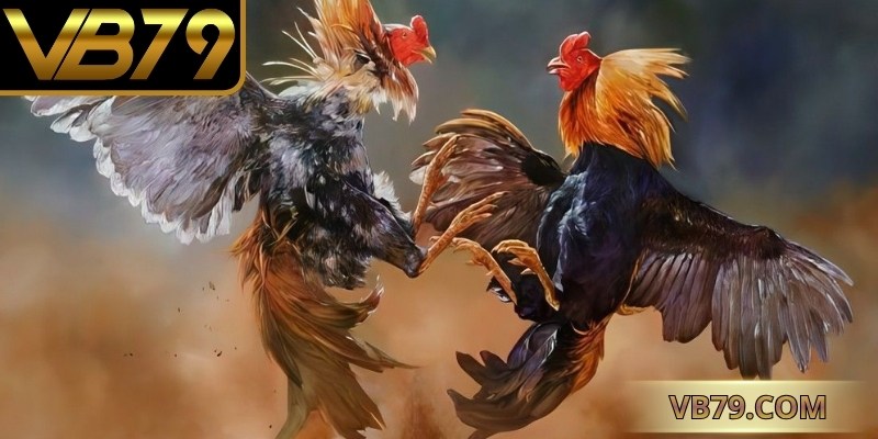 trực tiếp đá gà