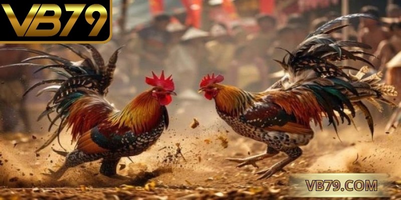 trực tiếp đá gà
